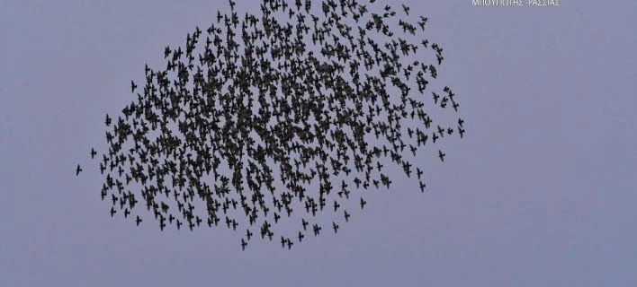 Ψαρόνια «χορεύουν» στον ουρανό του Ναυπλίου – Εντυπωσιακές εικόνες (βίντεο)